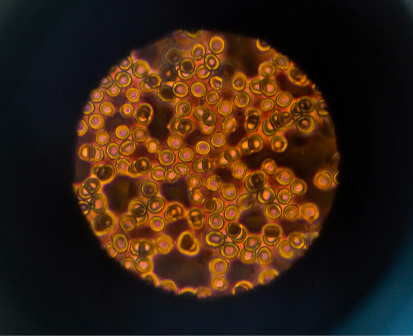 TB-500 et Thymosin Beta-4, le signal d'alarme des vaisseaux sanguins