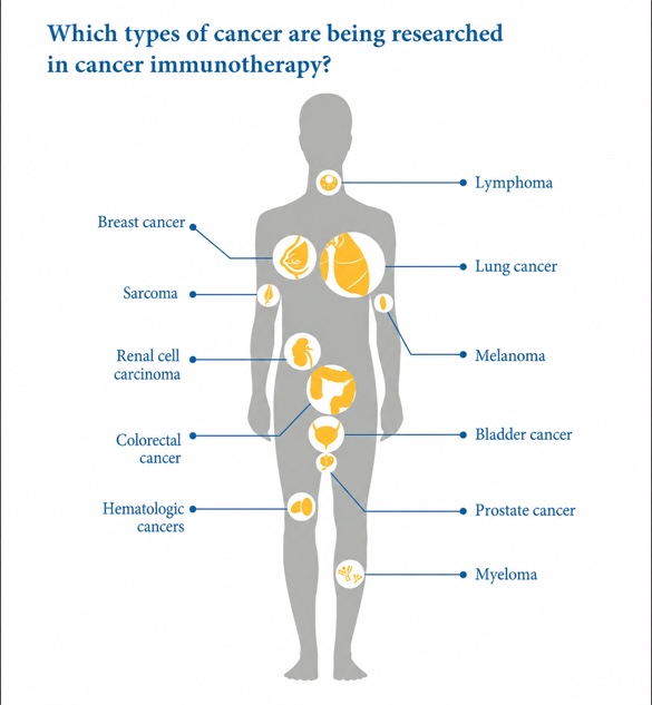 Types of cancer researched in oncological immunotherapy