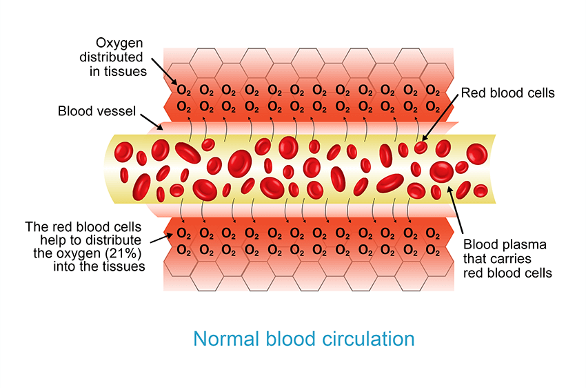 Normal blood circulation