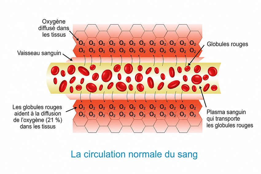 Circulation sanguine normale