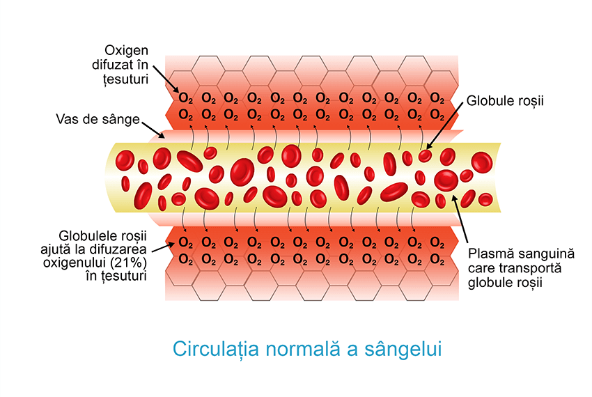 Circulation sanguine normale