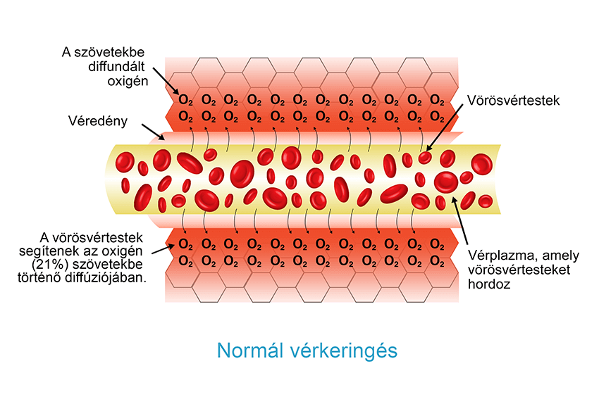 Normál vérkeringés